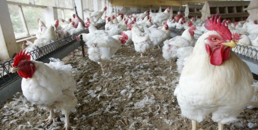 Cameroon Poultry Farmers Urge Europe to Ease Trade Restrictions - Vimarsana News