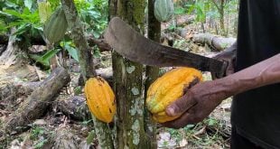Cameroon, Nigeria request to join Côte d’Ivoire-Ghana  cocoa initiative
