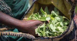 Nigerian Refugees in Cameroon Transform Desert Land into a “Great Green Wall”