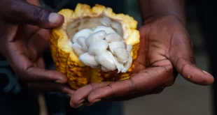 Création d’une bourse du cacao en Afrique: de nombreux défis restent à relever