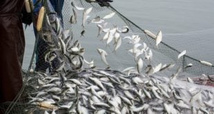 Les répercussions des sanctions européennes sur la pêche au Cameroun | +audio