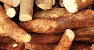 Cameroun : un investissement indonésien de 15 millions de dollars pour construire une usine de transformation du manioc